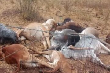 Gado morto. Foto: Darlan A. Lustosa / Portal do Cerrado