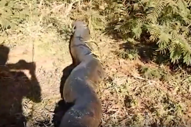 Sucuri gigante. Foto: reprodução