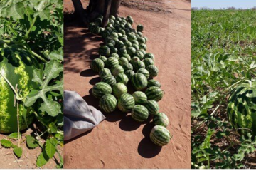 Produção de melancia. Foto: reprodução Ascom