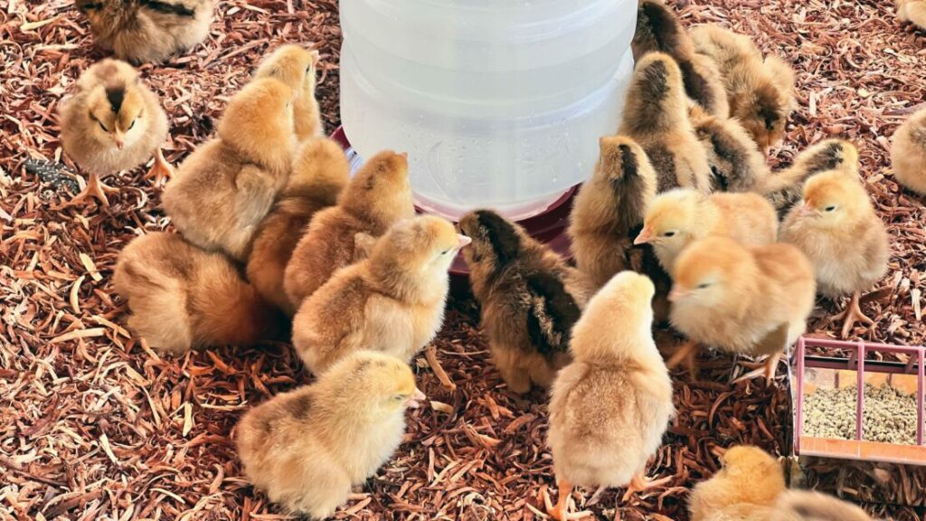 Aves para a agricultura familiar. Foto: ASCOM