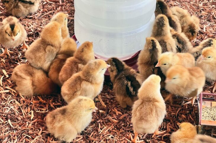 Aves para a agricultura familiar. Foto: ASCOM