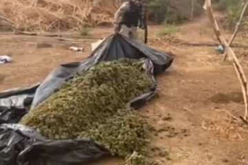 Droga apreendida. Foto: reprodução Oliveira Júnior