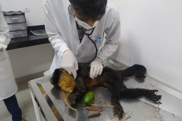 Macaco sendo socorrido. Foto PRF