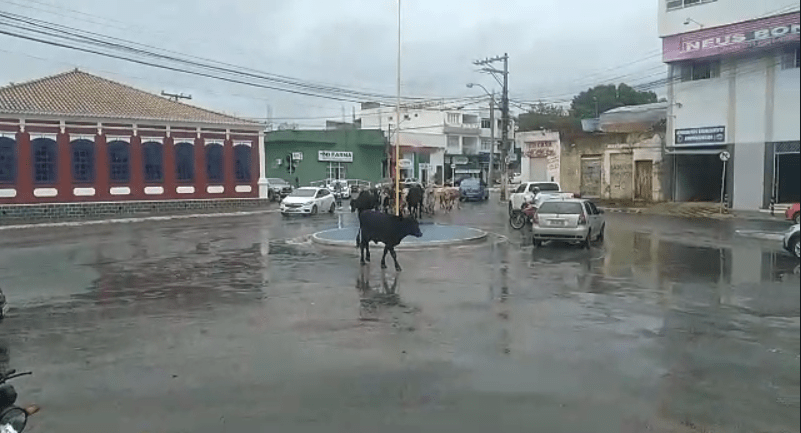 Gado flagrado