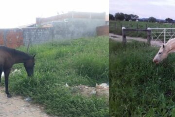 Cavalos soltos em Guanambi. Foto: SMTRan