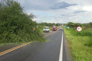 Árvore caída na BR-030. Foto: Reprodução Assessoria de Comunicação-Prefeitura de Guanambi