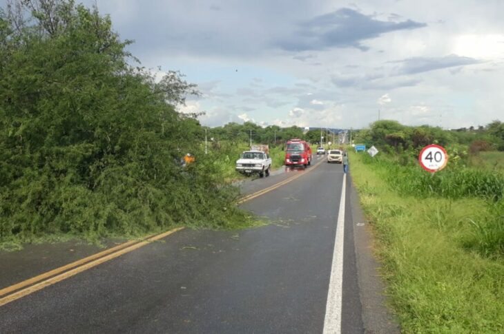 Árvore caída na BR-030. Foto: Reprodução Assessoria de Comunicação-Prefeitura de Guanambi