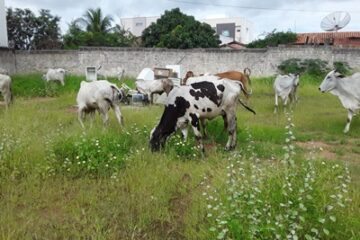 Animais recolhidos em Guanambi. Foto: Reprodução SMTrans