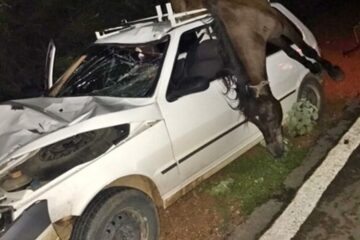 Animal é jogado para cima do carro. Foto: Reprodução Portal Vilson Nunes