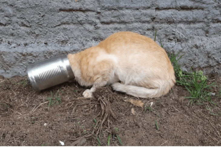 Gato prende cabeça em lata. Foto: Divulgação/Corpo de Bombeiros