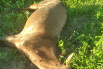 Cavalo é atacado por abelhas. Foto: Notícias da Lapa