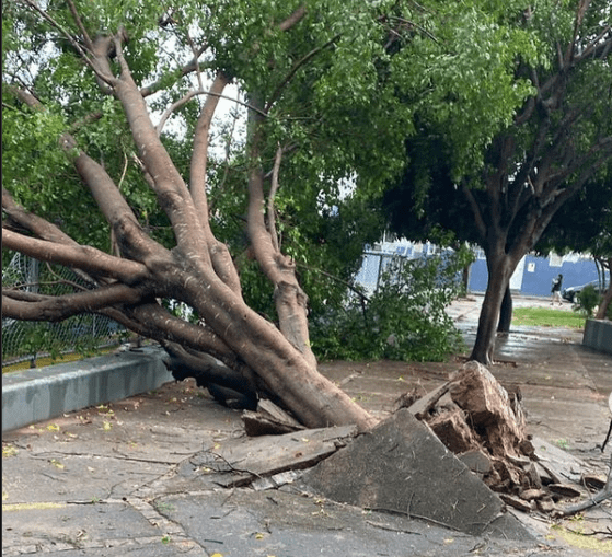 Árvore caída na Manoel Novaes. Foto: Reprodução Prefeitura de Guanambi