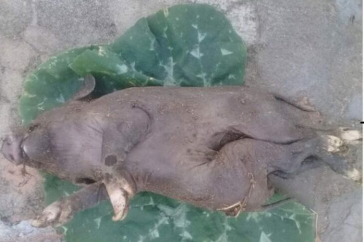 Porco nasceu com dois corpos e uma cabeça. Foto: Reprodução Vilson Nunes