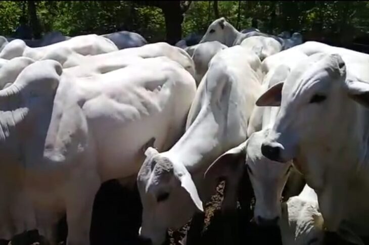 1ª Feira de gado de corte. Foto: divulgação