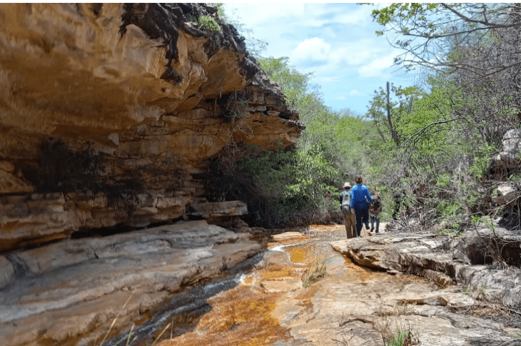 Mandiroba. Foto: Reprodução Interior Baiano