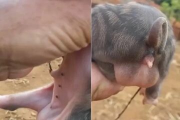 Parco nasce com dois sexos. Foto: Reprodução Achei Sudoeste