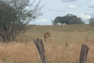 Lobo-guará em Palmas de Monte Alto. Foto: Reprodução Agência Sertão