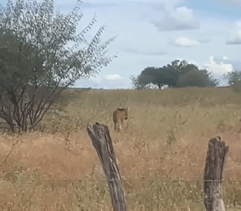 Lobo-guará em Palmas de Monte Alto. Foto: Reprodução Agência Sertão