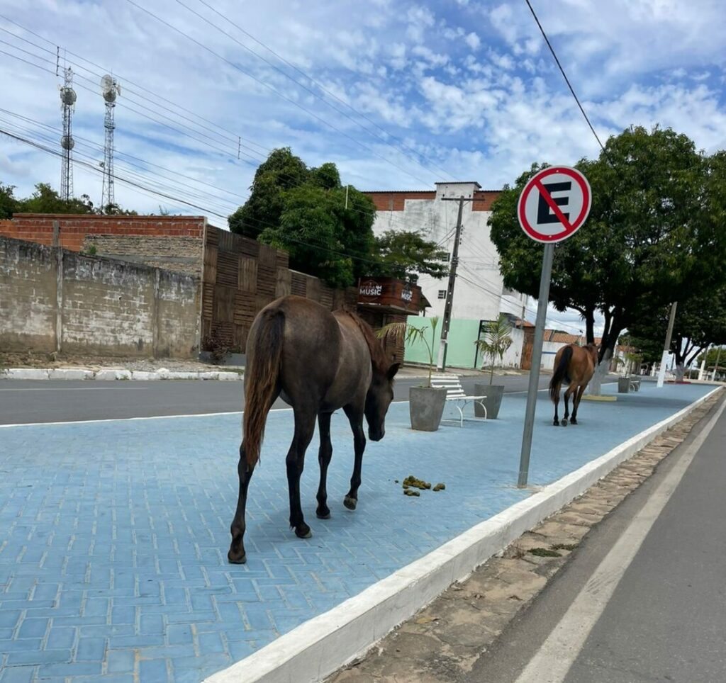 Cavalos na via