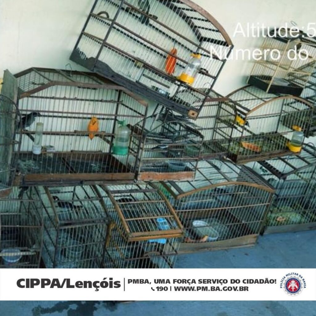 Pássaros apreendidos . Foto: CIPPA Lençóis