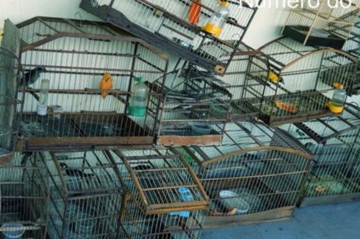 Pássaros apreendidos . Foto: CIPPA Lençóis