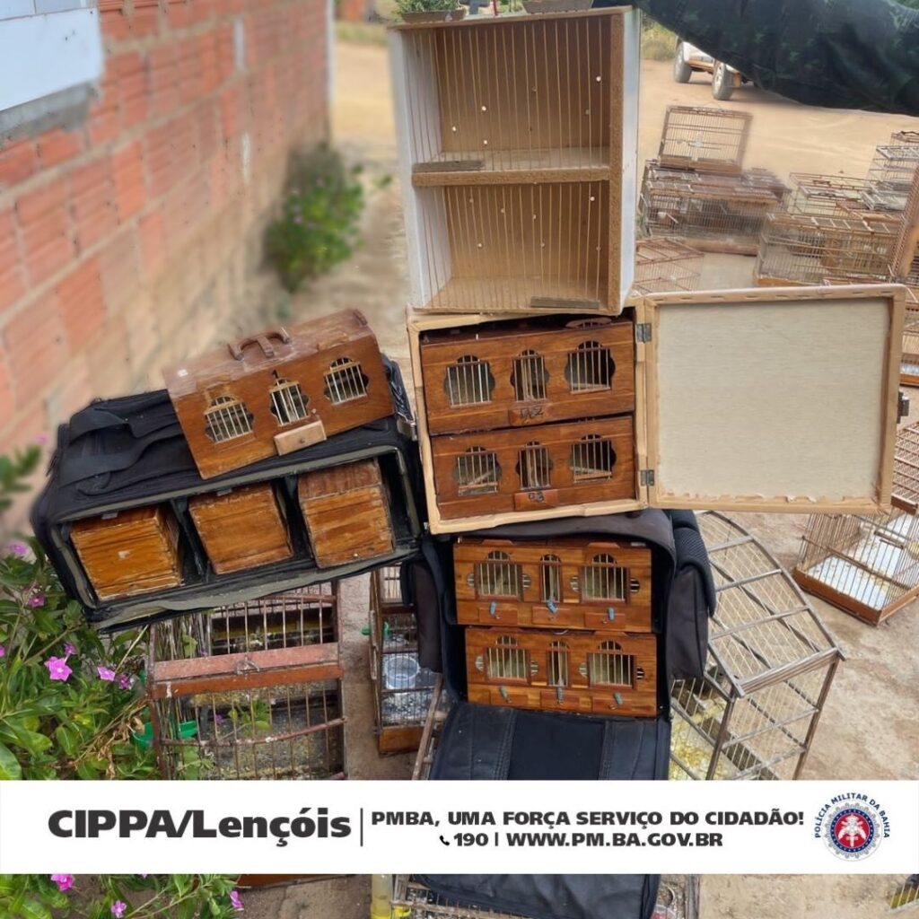 Pássaros apreendidos. Foto: Reprodução - CIPPA Lençóis