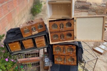 Pássaros apreendidos. Foto: Reprodução - CIPPA Lençóis