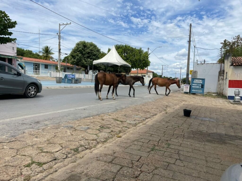 Cavalos passeando na Avenida Santo Antônio.