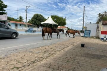 Cavalos passeando na Avenida Santo Antônio.
