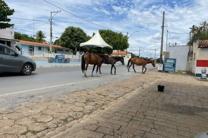 Cavalos passeando na Avenida Santo Antônio.