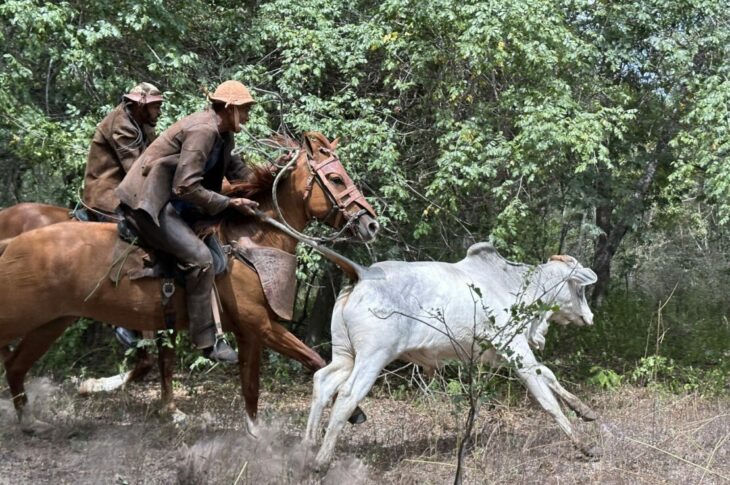 Vaqueiro pegando o boi. Foto: Reprodução Prefeitura de Carinhanha