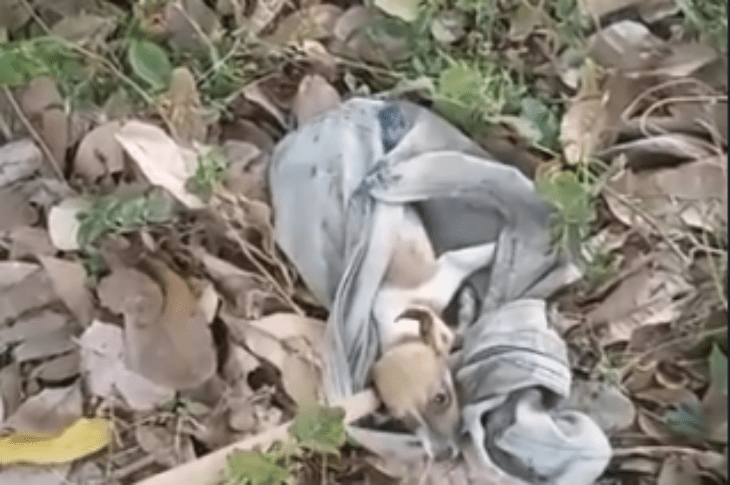 Cachorro achado vivo