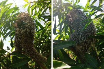 Ouriço-Preto resgatado em Mutãs. Foto: Blog do Latinha