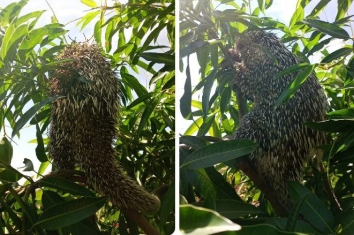 Ouriço-Preto resgatado em Mutãs. Foto: Blog do Latinha