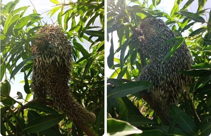 Ouriço-Preto resgatado em Mutãs. Foto: Blog do Latinha