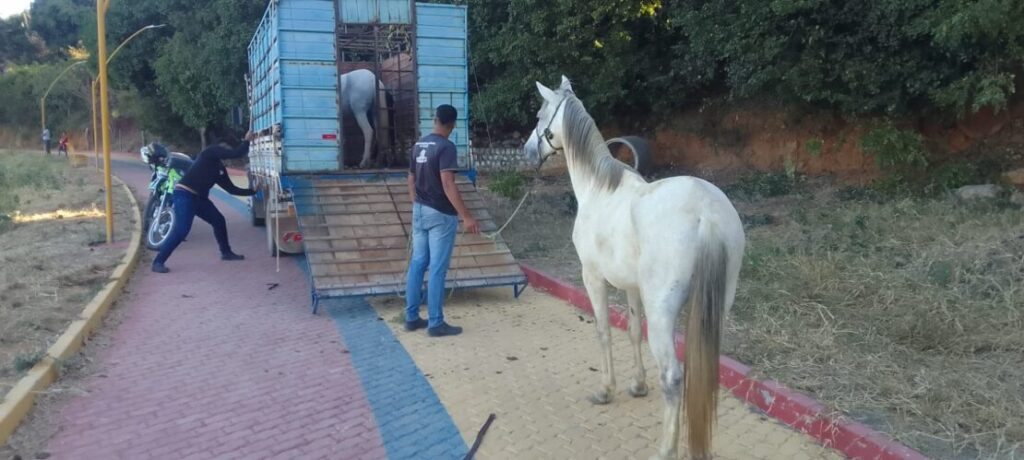 Animais apreendidos. Foto: Smtran