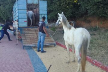 Animais apreendidos. Foto: Smtran