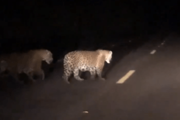 FAKE casal de onças-pintada flagrado na BR-135 entre Cocos e Coribe