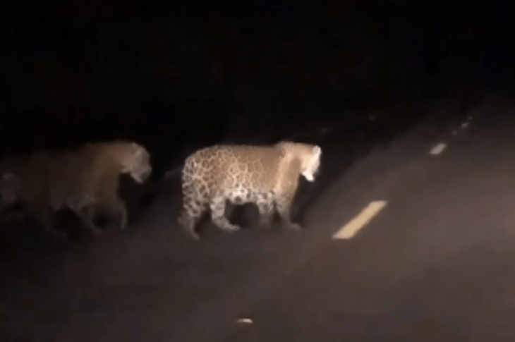 FAKE casal de onças-pintada flagrado na BR-135 entre Cocos e Coribe