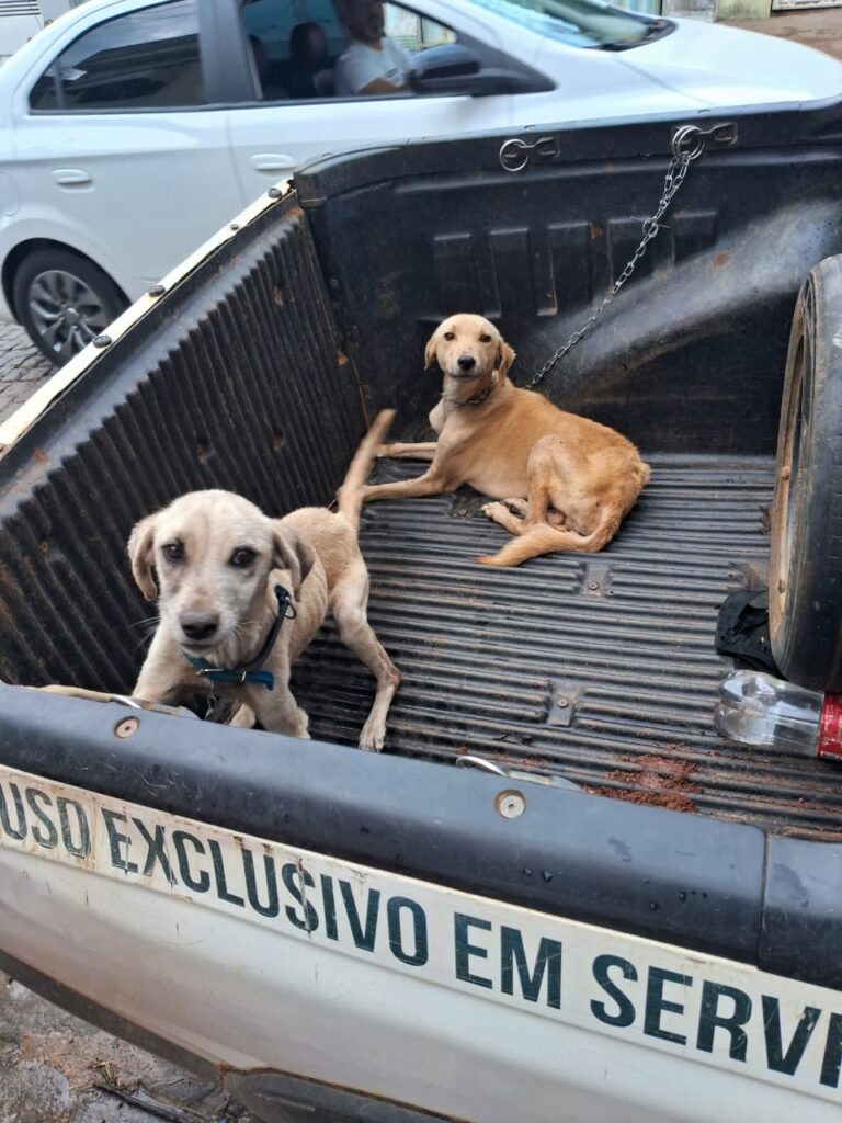Animais resgatados. Foto: Polícia Militar