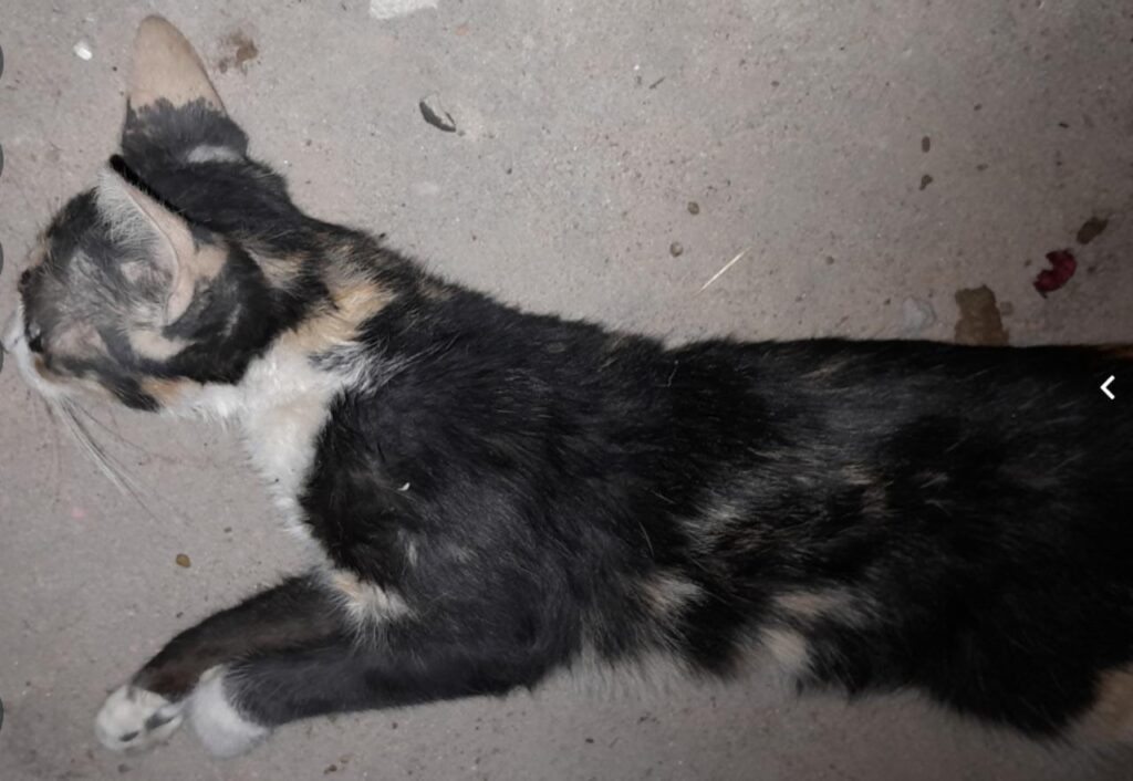 Gato atropelado por carro. Foto: Reprodução
