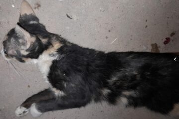 Gato atropelado por carro. Foto: Reprodução