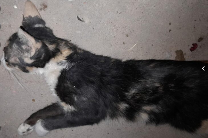 Gato atropelado por carro. Foto: Reprodução