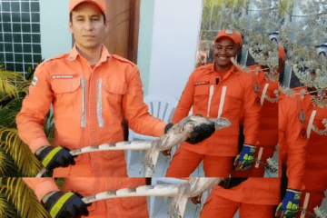 Animal resgatado. Foto: Bombeiros