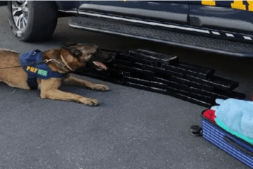 Droga apreendida em Vitória da Conquista. Foto: PRF