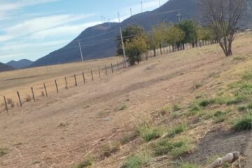 Animal provoca acidente na BR-030. Foto: Smtran