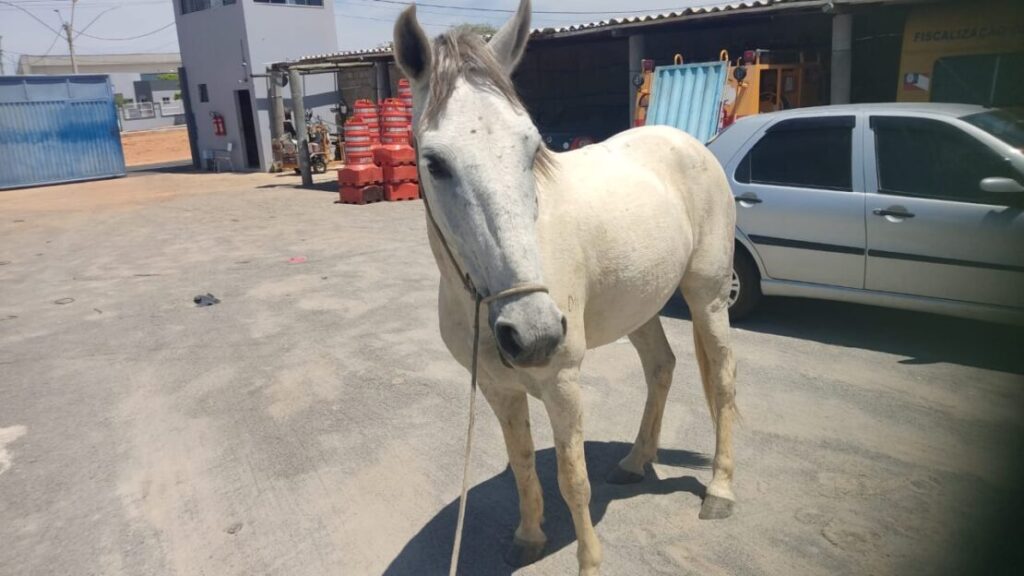 Cavalo recolhido pela Smtran. Foto: Smtran
