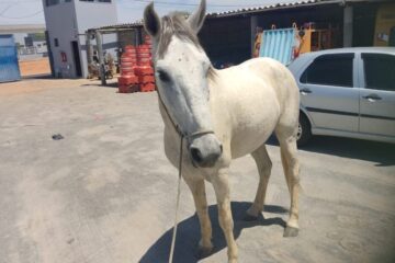 Cavalo recolhido pela Smtran. Foto: Smtran