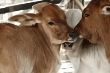 Vacas dá à luz trigêmeos. Foto: Reprodução / Bahia Rural