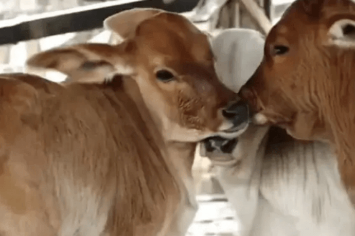 Vacas dá à luz trigêmeos. Foto: Reprodução / Bahia Rural